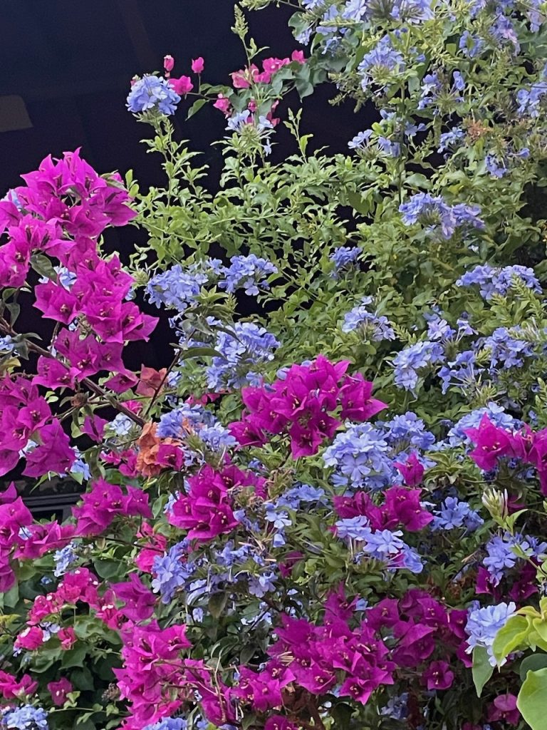 Flowers in Syvota harbour